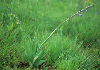 Gladiolus ecklonii 