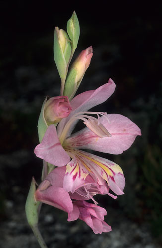 Gladiolus brevifolius 