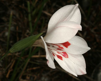 Gladiolus debilis 
