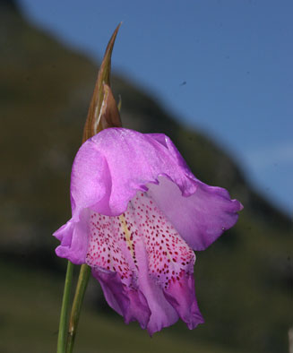Gladiolus buckerveldii