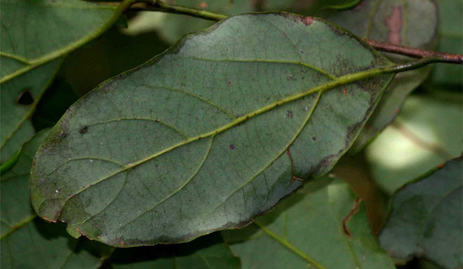 Cryptocarya liebertiana (Tropical wild-quince, Wild quince)