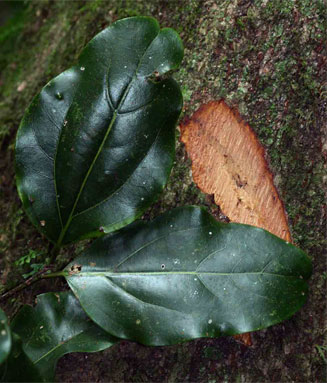 Cryptocarya liebertiana (Tropical wild-quince, Wild quince)