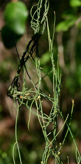 Cassytha pondoensis 
