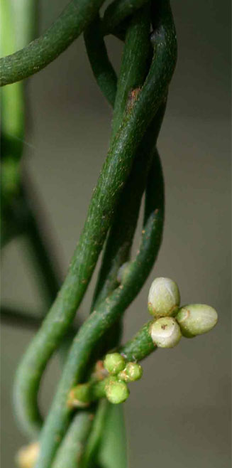 Cassytha pondoensis 