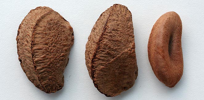 Bertholletia excelsa (Brazil nut)