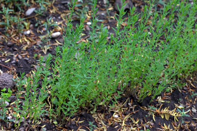 Linum usitatissimum (Flax, Linseed)