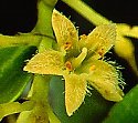 Strychnos decussata flowers
