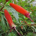Cuphea ignea (Cigar flower)