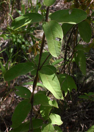 Sphedamnocarpus pruriens