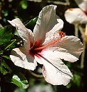 Hibiscus rosa-sinensis (Hibiscus, Chinese Cotton Rose)