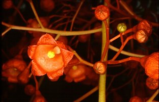Brachychiton acerifolius (Australian Flame Tree)
