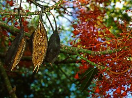 Brachychiton acerifolius (Australian Flame Tree)