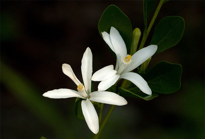 Turraea obtusifolia