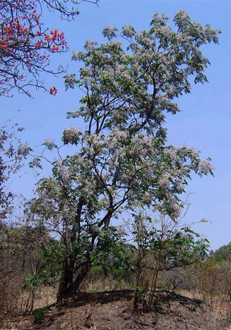 Melia azedarach (Seringa, Persian Lilac)