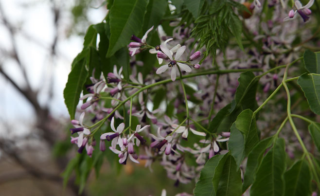 Melia azedarach (Seringa, Persian Lilac)