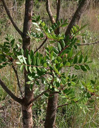 Ekebergia benguelensis 
