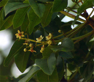 Ekebergia capensis 