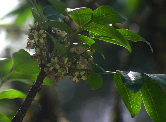 Ekebergia capensis 