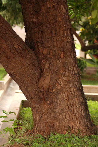 Trichilia emetica (Natal mahogany) 