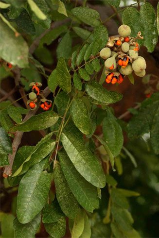 Trichilia emetica (Natal mahogany) 