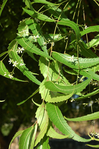 Azadirachta indica (Neem, Margosa)