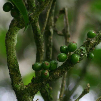 Xymalos monospora (Lemon wood)