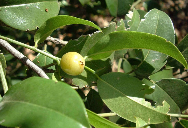 Chaetacme aristata (Thorny elm)