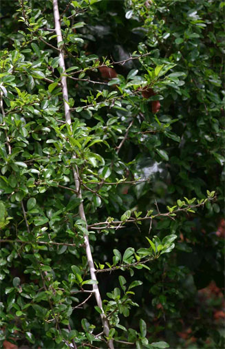 Maclura africana (African osage-orange)