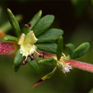 Cliffortia serpyllifolia 