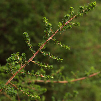 Cliffortia serpyllifolia 