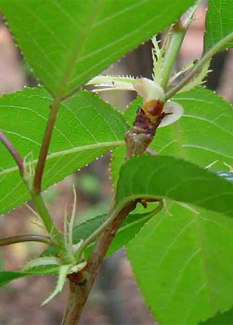 Prunus cerasoides 