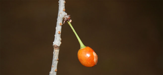 Prunus cerasoides 