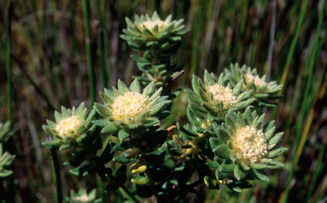 Phylica dioica 