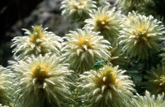 Phylica pubescens 