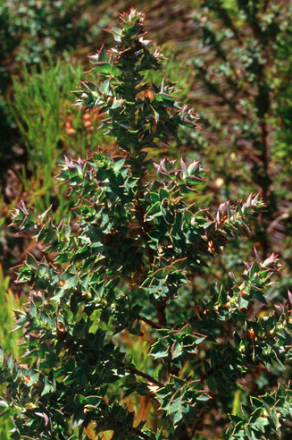 Cliffortia ilicifolia 