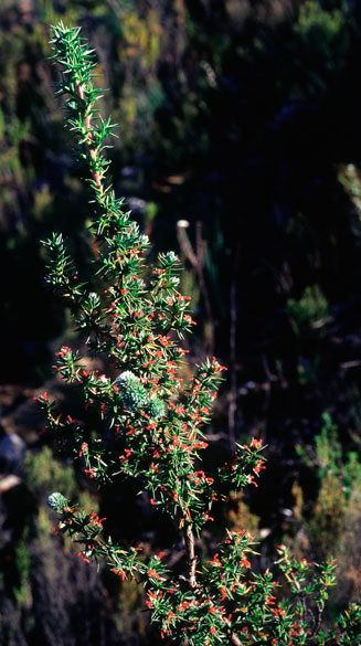 Cliffortia ruscifolia 
