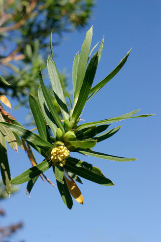 Cliffortia heterophylla 