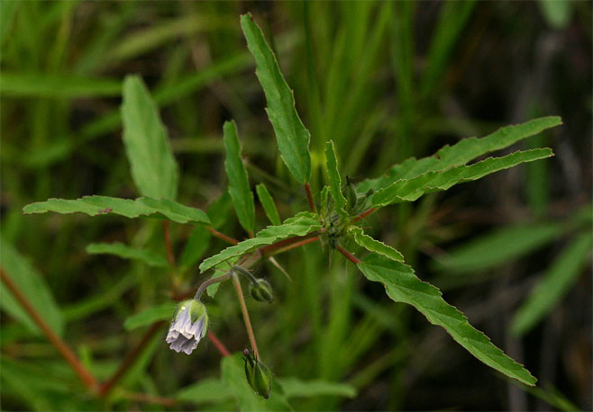 Monsonia angustifolia 