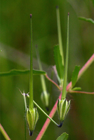 Monsonia angustifolia 
