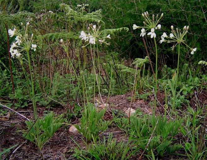 Pelargonium lobatum 