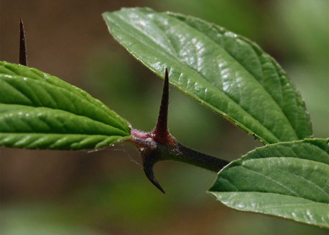 Ziziphus mauritiana (Ber, Indian jujube, Chinese apple)