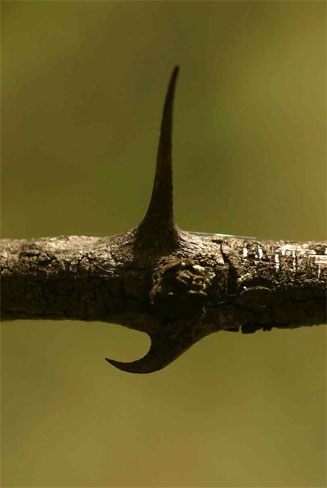 Ziziphus mucronata (Buffalo thorn)