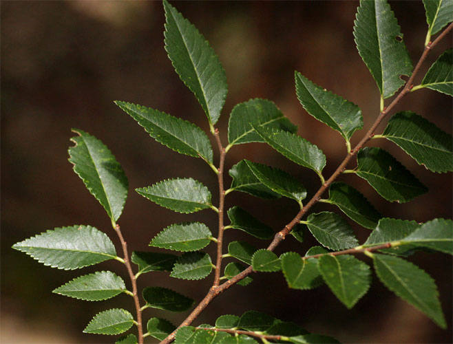 Ulmus parvifolia (Chinese elm)