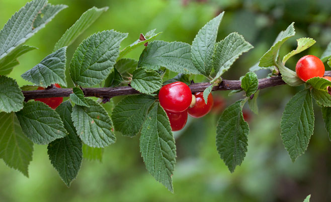 Prunus tomentosa (Nanking cherry, Downy cherry)
