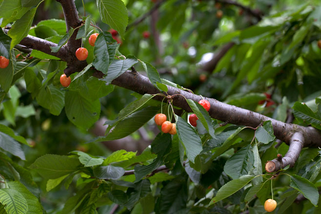 Prunus avium (Cherry, Sweet cherry, Gean, Mazzard, Hagberry)