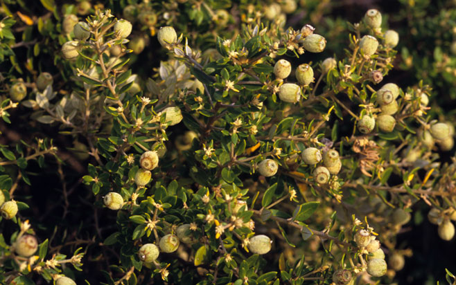 Phylica buxifolia 