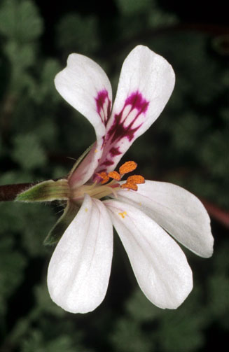 Pelargonium abrotanifolium