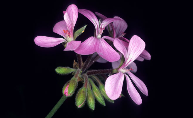 Pelargonium zonale