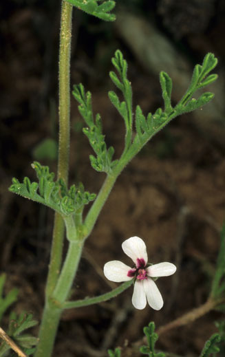 Pelargonium senecioides 