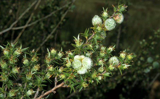 Cliffortia ruscifolia 